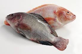 Sea Trained Tilapia.